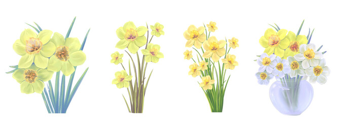 set of blooming bouquets of yellow narcissus flowers vector illustration
