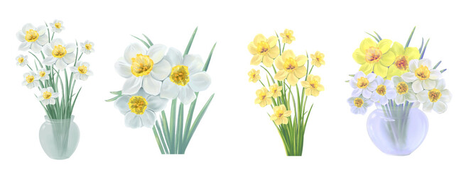 set of blooming flowers of yellow and white daffodil vector illustration - obrazy, fototapety, plakaty