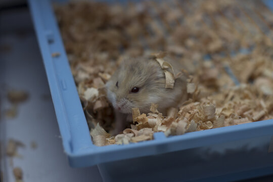 Closeup shot of roborovski dwarf hamster