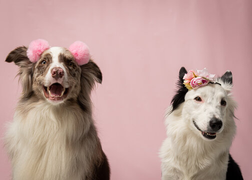 Dog photography in the pet photo studio