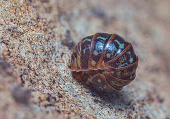 Closeup of a rolled up common pill-bug, Armadillidium pulchellum