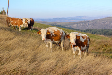 Herd of cows grazing on a grassy meadow