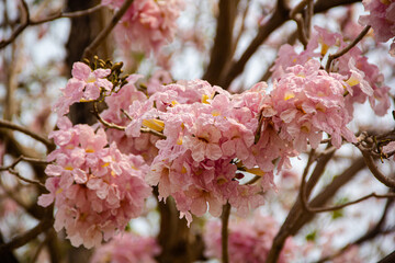 Pink flowers Tabebuia rosea blossom