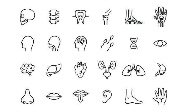 human organ icon illustration design. simple internal organs related vector line icons