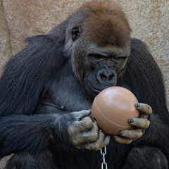 Closeup shot of a brown gorilla playing with a ball © Hagenson Photography/Wirestock Creators