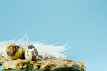 Quail eggs on a wooden board and a white feather on a blue background with copy space. Easter concept.