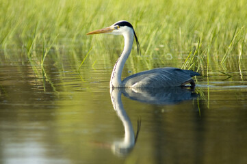 Closeup of a grey heron swimming in a pond, reflecting on the surface of the water