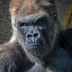 Closeup shot of a brown gorilla with angry scary expression © Hagenson Photography/Wirestock Creators