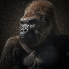 Closeup shot of a brown gorilla with angry scary expression © Hagenson Photography/Wirestock Creators