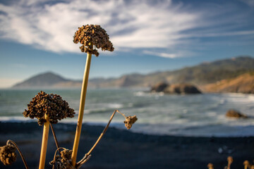 Closeup of dried flower cocoons in front of the scenic seascape crashing against the shore