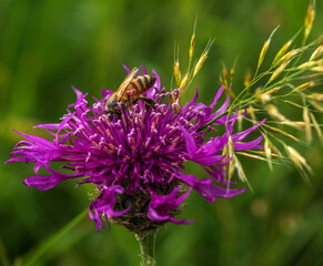 Abeille et scabieuse sauvage aux Plans-d'Hotonnes, Ain, France