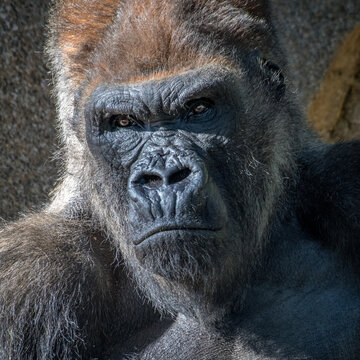 Angry Gorilla Images – Browse 14,293 Stock Photos, Vectors, and Video |  Adobe Stock