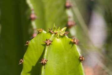 spiked cactus stem top in summer