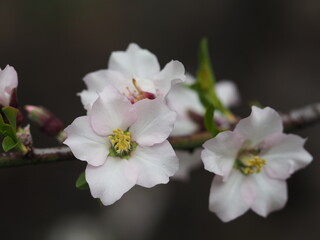 Fototapeta na wymiar almond blossoms in spring on an almond tree