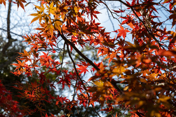 紅葉　もみじ