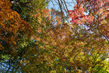 紅葉