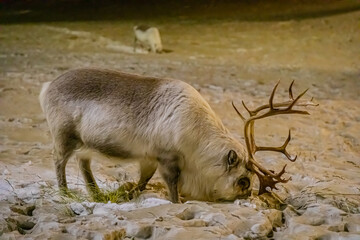 City: Longyearbyen, Island: Spitsbergen, Archipelag: Svalbard, Country: Norway