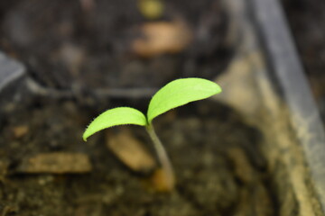 Plant Sprout