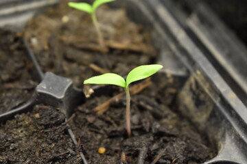 Plant Sprouts in Potting Soil