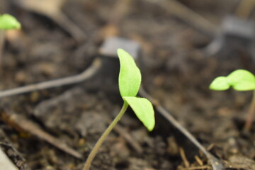 Plant Sprout in Soil