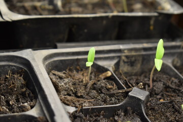 Plant Sprouts