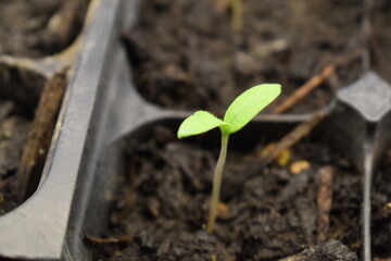 Plant Sprout