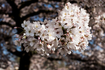 pink sakura tree blossom in Amsterdam
