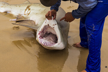Man pointing to a shark teeth