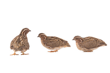 Fototapeta na wymiar wild quail ( Coturnix coturnix) isolated on a white