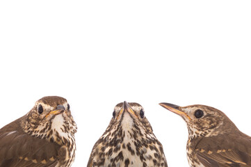 portrait song thrush (Turdus philomelos) isolated on a white background