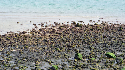 Beach Stones and Sea Algae