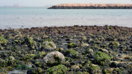 Beach Stones and Sea Algae