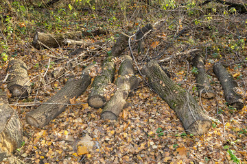 Cutting down and pruning trees in the city park. Parts of a tree sawed long ago by a chainsaw. Logs, branches, leaves on yellow fallen autumn foliage