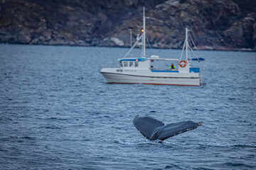 Humpback whale, Megaptera novaeangliae © Marcin