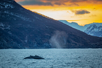 Humpback whale, Megaptera novaeangliae © Marcin