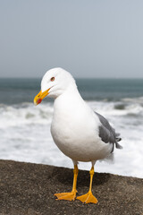 Fototapeta na wymiar Close-up of a Seagull standing at the seaside in Biarritz. Basque Country of France.