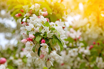 Blossoming branch of apple tree with white and pink flowers