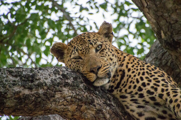 leopard resting on the tree