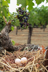 Vineyard Nest