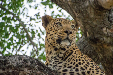 leopard in the tree