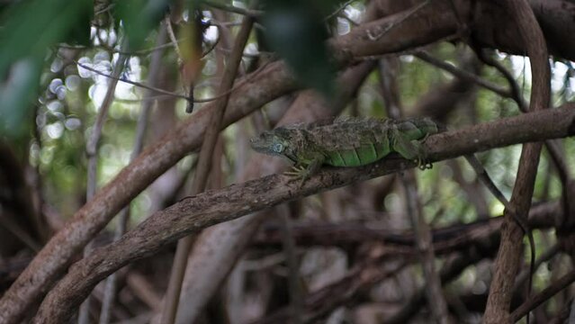 Iguana sitting on a mangrove tree, Mexico, Ventanilla.