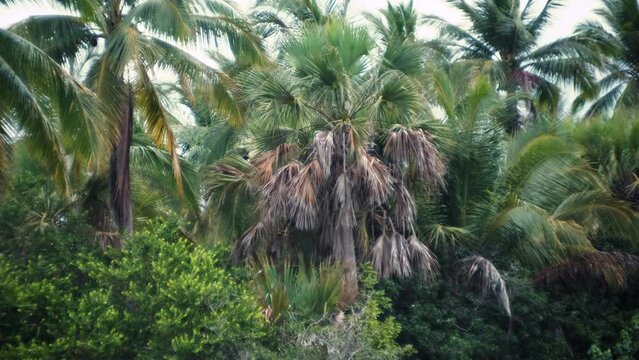 Tracking shot of palm trees growing in the lagoon, Mexico, Ventanilla.