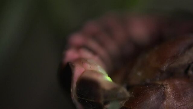 Close up of european common glow-worm glowing at night. Macro static