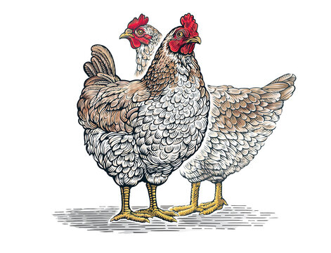 Group of two chickens, in graphic (engraved) style and painted color.