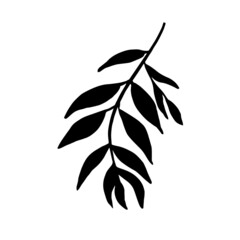 Hand drawn willow leaf, branch.
Vector illustration for  card, home decor. 
Hand drawn plant for decoration.