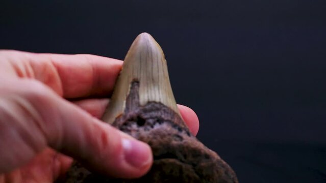 Man Holding a Megalodon Tooth