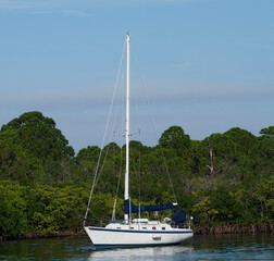 Sailboat in Front of Mangroves on a Sunny day