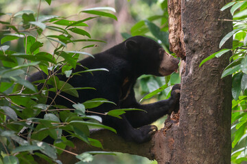 Borneon Sun Bear or Malayan Sun Bear at wild.