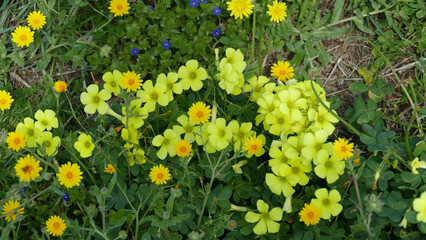 Acetoselle, fiori gialli