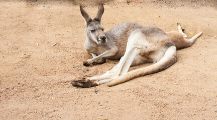 Red kangaroo and juvenile lying on dirt ground